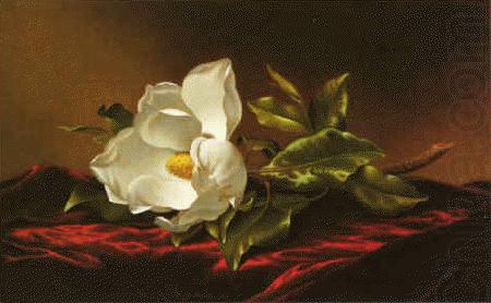 Martin Johnson Heade Magnolia f china oil painting image